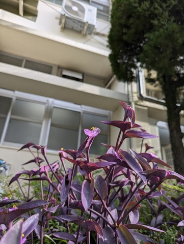 ムラサキゴテン