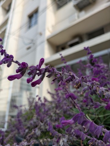 アメジストセージ2 アメジストセージ2