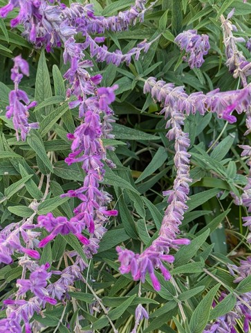 アメジストセージ1 アメジストセージ1