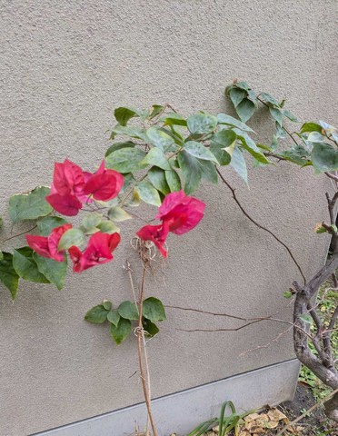 ブーゲンビリア