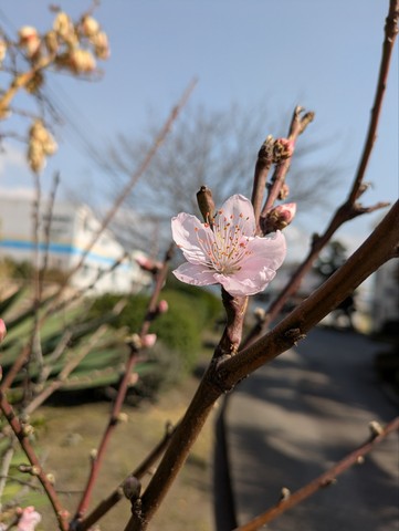 桜1