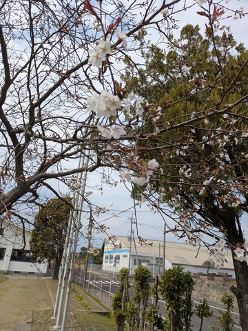 校庭桜１
